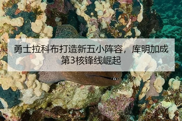 勇士拉科布打造新五小阵容，库明加成第3核锋线崛起